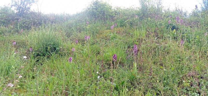 Orchis purpurea....Siena